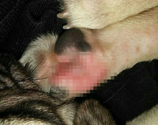 不知所措，心亂如麻。始信勁草勝嬌花打一个准确生肖的全面释义、解释与落实、综合解答解释落实