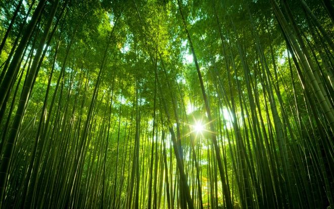 欲钱看大火烧竹林是什么生肖精选解析、解释与落实、综合解答解释落实