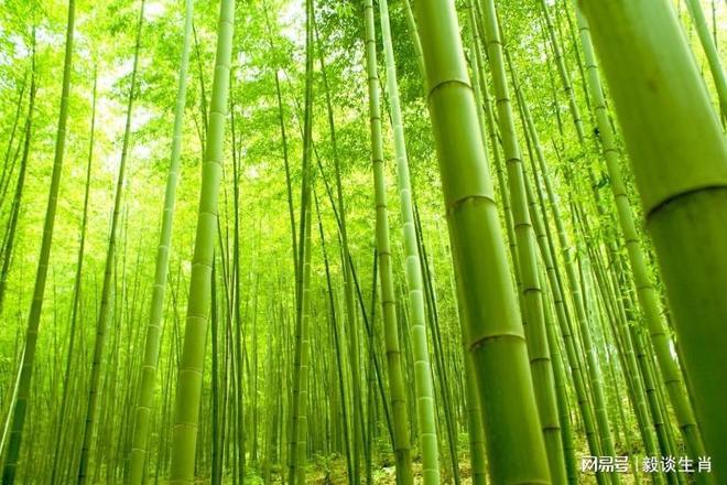 欲钱看大火烧竹林是什么生肖精选解析、解释与落实、综合解答解释落实